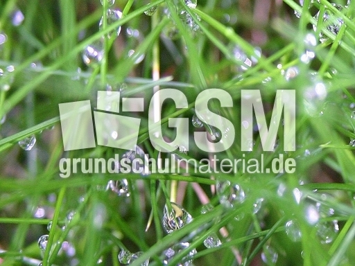 Gras-Wassertropfen.jpg